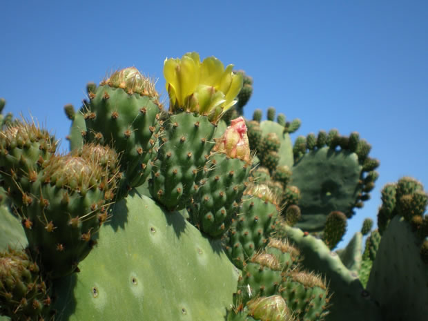 Cactus chumbera 3