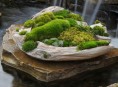 imagen Cómo hacer crecer musgo en tu jardín