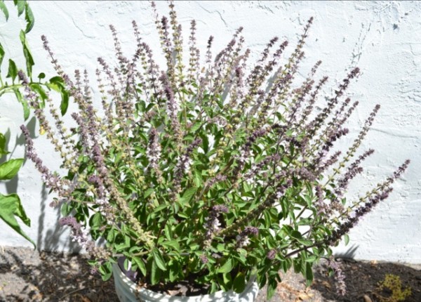 Albahaca perenne 3