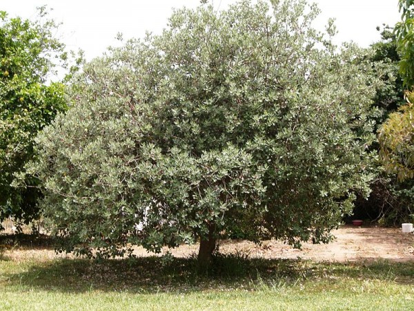 Feijoa o guayabo del brasil 1