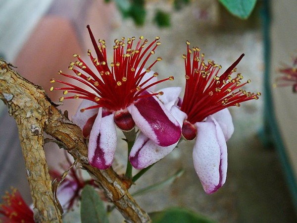 Feijoa o guayabo del brasil 2