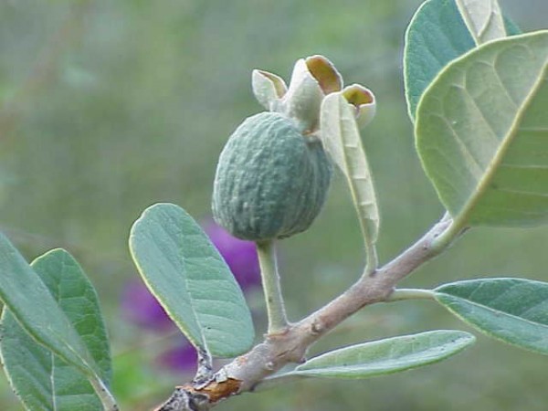 Feijoa o guayabo del brasil 4