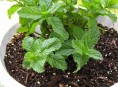 imagen Qué hacer y qué no hacer cuando cultivamos menta