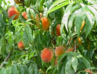 imagen Caqui: el árbol de las bayas naranjas