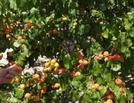 imagen Árboles frutales: el albaricoquero