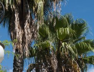 imagen Palmera washingtonia o Palmera de California