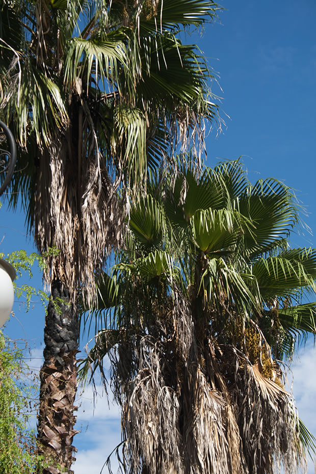 Palmera washingtonia