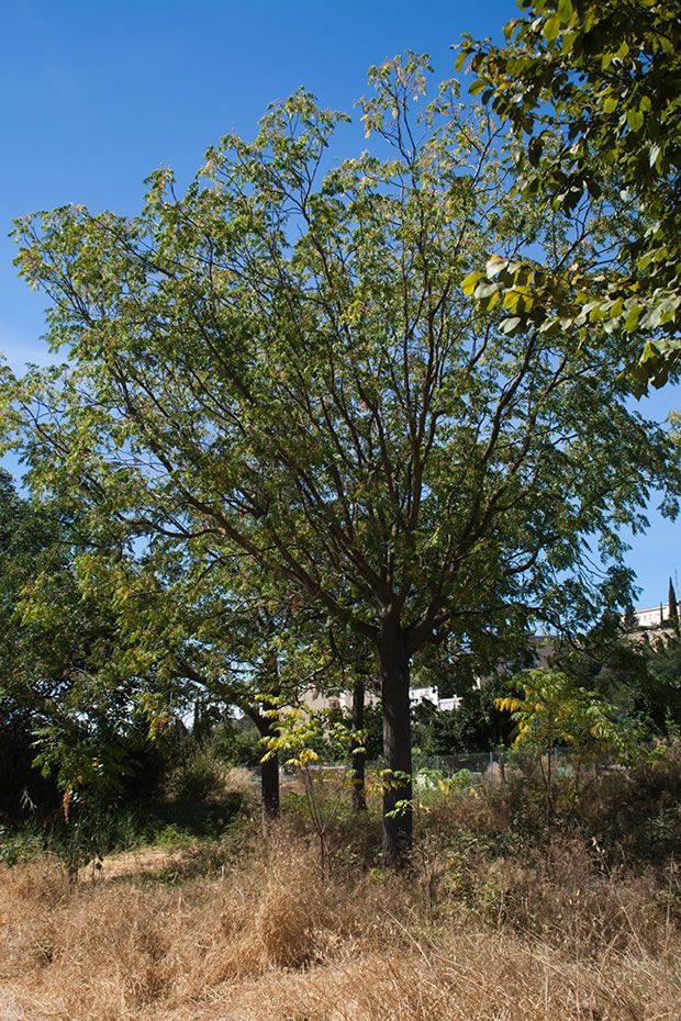 El árbol del paraíso o cinamomo: qué es y cómo se cultiva