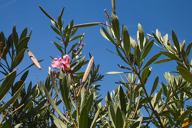 La adelfa: un árbol cotidiano muy venenoso