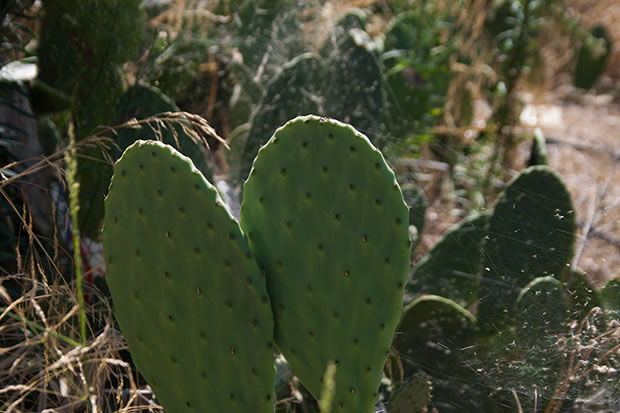 guia-jardineria-2014-08-31-100