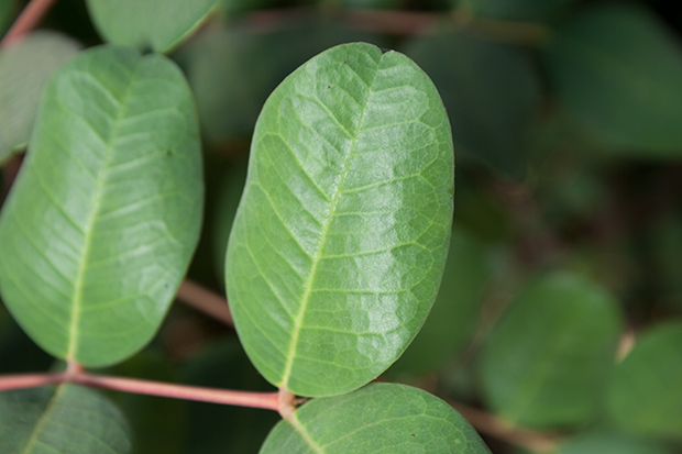 guia-jardineria-2014-08-31-60