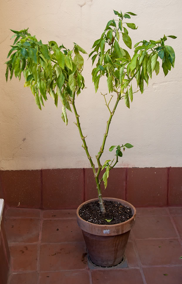 Pimientos de freír en maceta