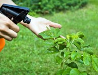 imagen Insecticida casero de ajo y menta