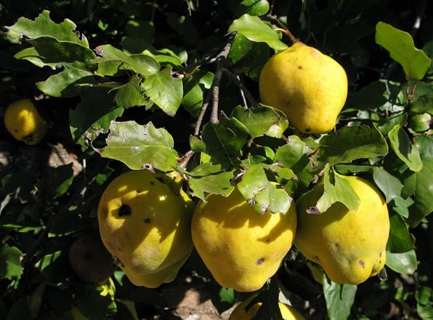 Árbol de membrillo 1