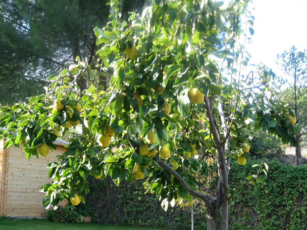 Árbol de membrillo 2