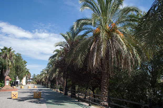 Palmera datilera 1