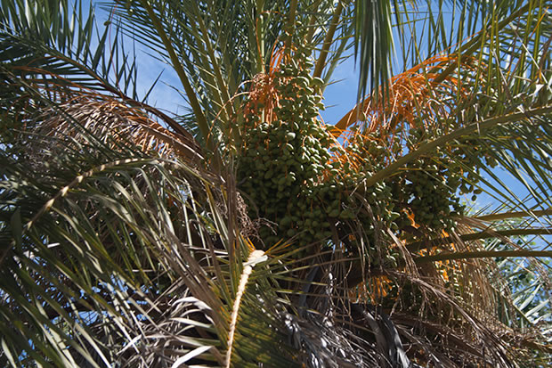 Palmera datilera 2