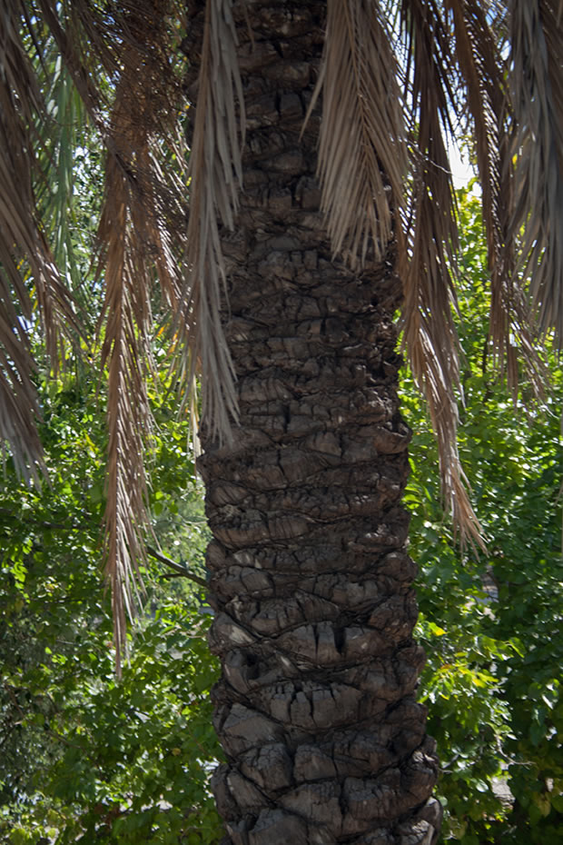 Palmera datilera 3