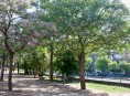 imagen El árbol del paraíso o cinamomo: qué es y cómo se cultiva
