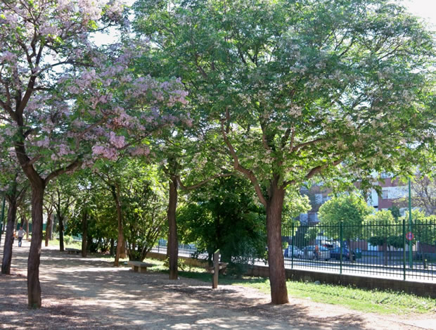 El árbol del paraíso o cinamomo: qué es y cómo se cultiva