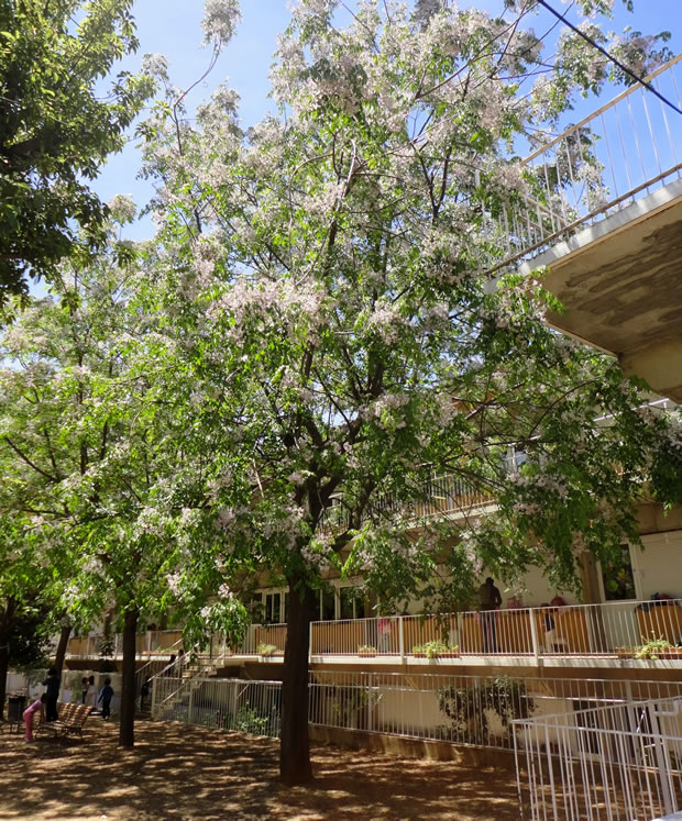 El árbol del paraíso o cinamomo: qué es y cómo se cultiva