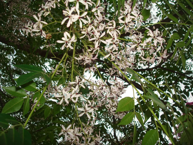 El árbol del paraíso o cinamomo: qué es y cómo se cultiva