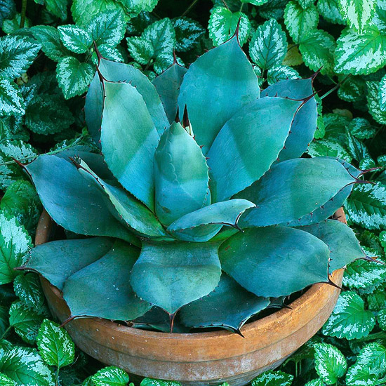 Plantas para el calor 2