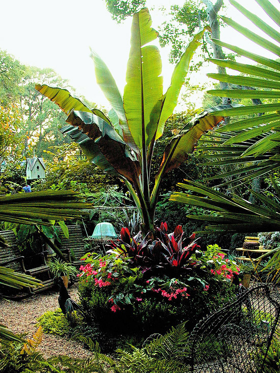 Plantas para el calor 5