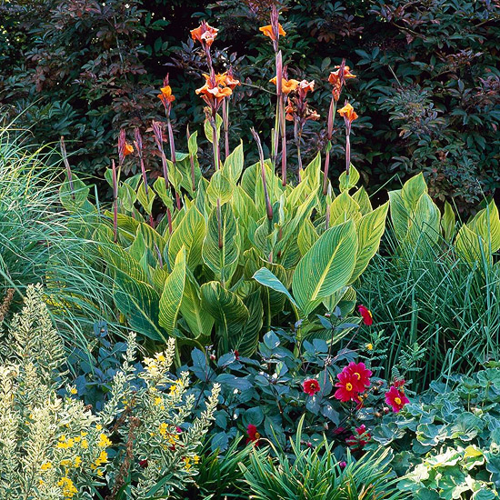 Plantas para el calor 6