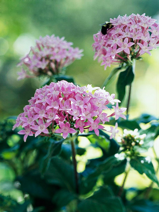 Plantas para el calor 10