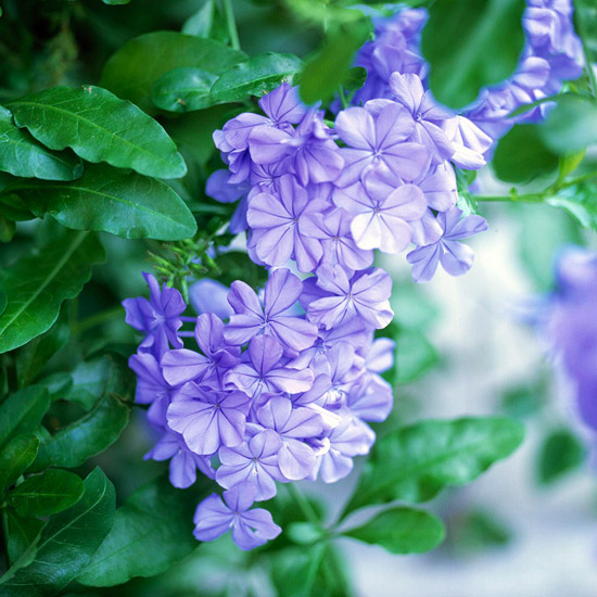 Plantas para el calor 11