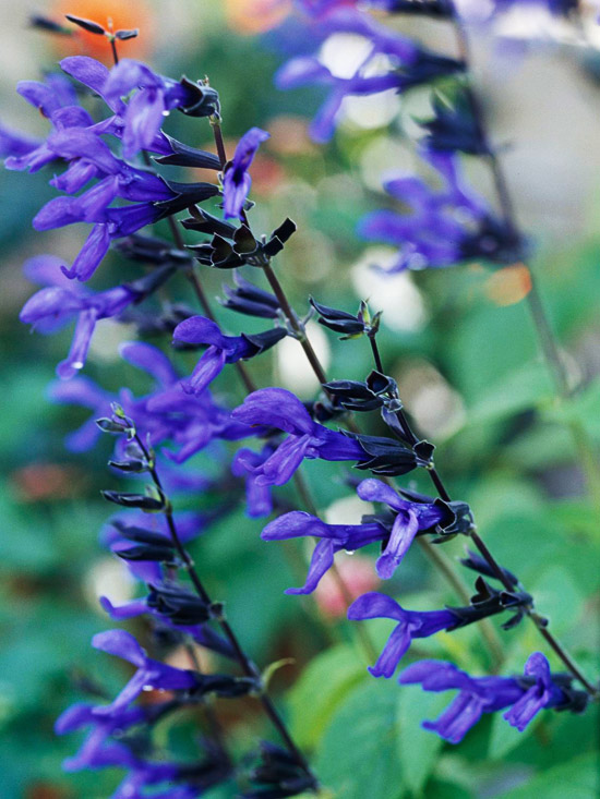 Plantas para el calor 12