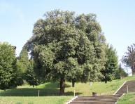 imagen La encina: miel para porcinos