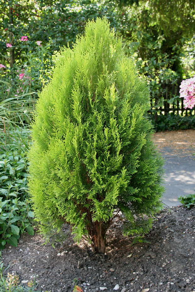 thuja o tuya 1