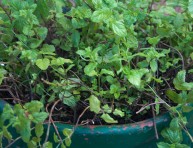 imagen Cómo cultivar hierbabuena en maceta