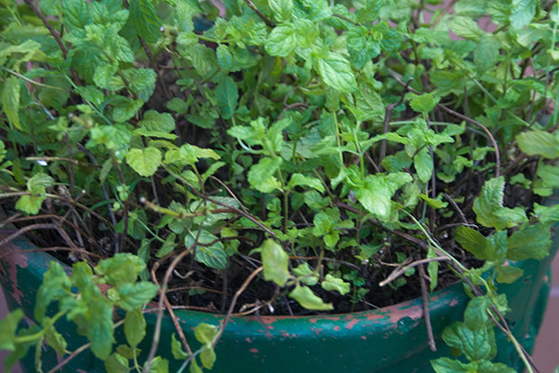 Cultivo de hierbabuena en maceta 1