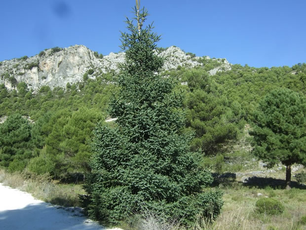 Abies pinsapo 1