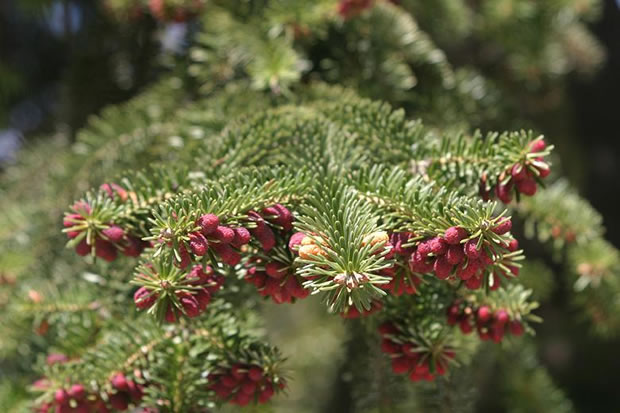 Abies pinsapo 2