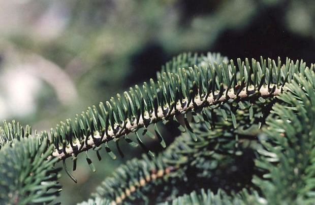 Abies pinsapo 3