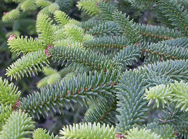 Abies pinsapo 4