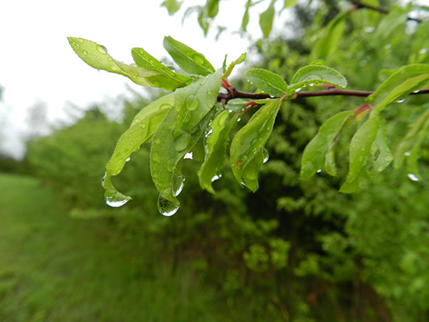 Prunus domestica 2