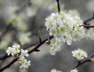 imagen Árboles frutales: el ciruelo europeo