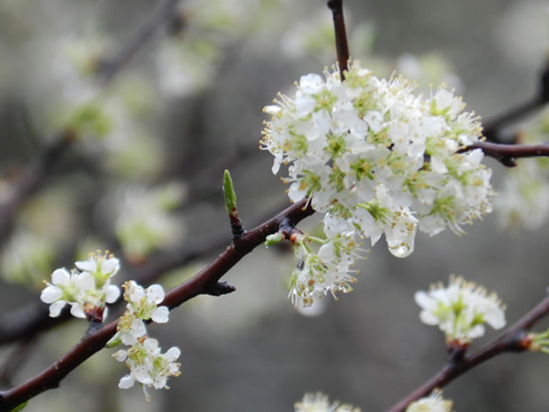 Prunus domestica 1