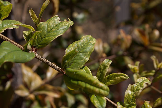 Punica granatum 2