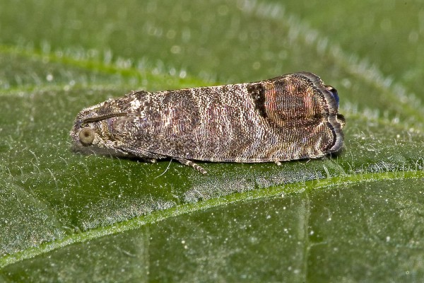 La carpocapsa o polilla del manzano 1