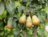 imagen Cómo cultivar peral común en jardines y huertos