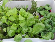 imagen 8 verduras de otoño para cultivar en jardinera