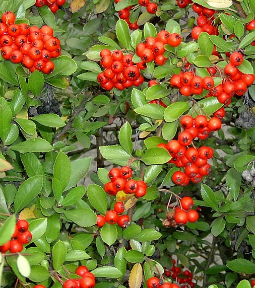 Espino de fuego o Pyracantha coccinea 1