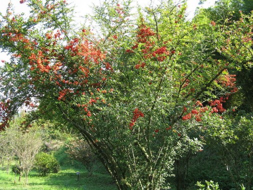 Espino de fuego o Pyracantha coccinea 2