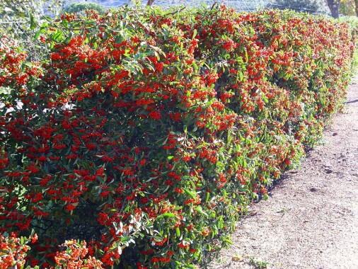 Espino de fuego o Pyracantha coccinea 3